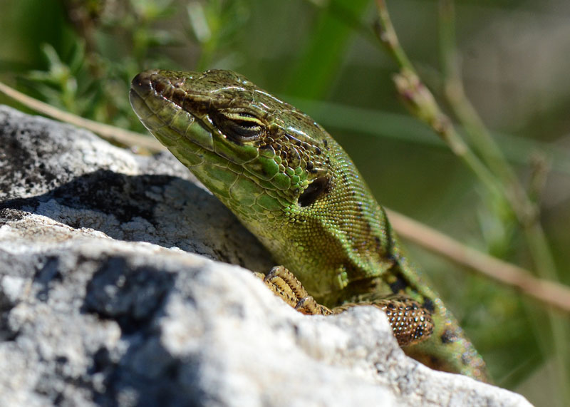 Podarcis siculus